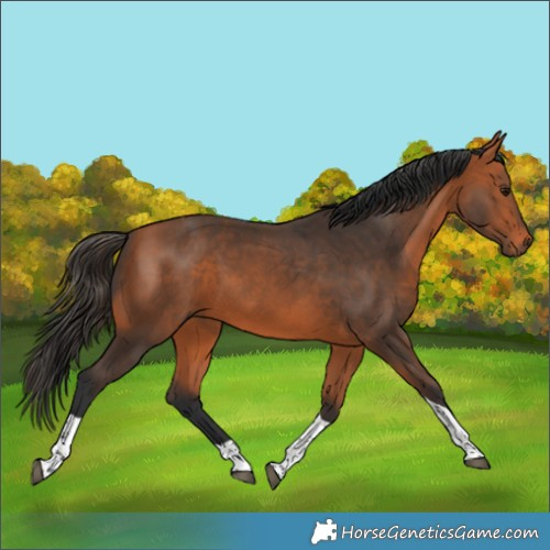 Horse Color:Bay Tobiano 