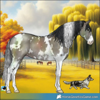 Horse Color:White Spotted Grullo Sabino 