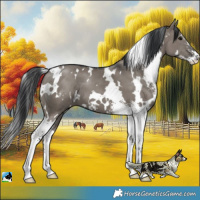 Horse Color:White Spotted Grullo Sabino
