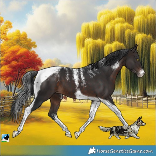 Horse Color:Powder White Brown Tobiano 
