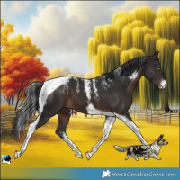 Horse Color:Powder White Brown Tobiano 