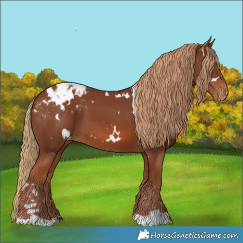 Horse Color:White Spotted Chestnut Blanket
