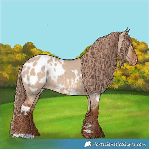 Horse Color:White Spotted Red Dun Appaloosa