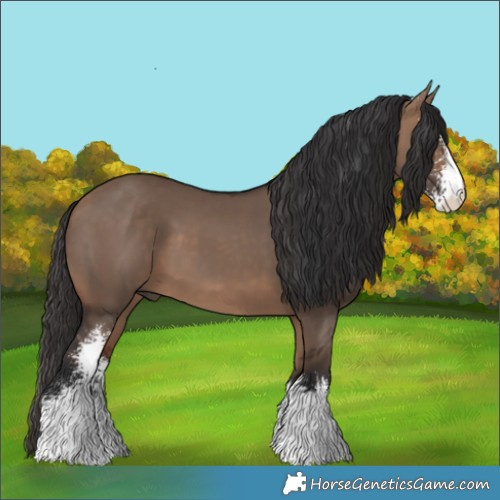 Horse Color:Bay Dun Sabino 