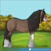 Horse Color:Brown Dun Sabino