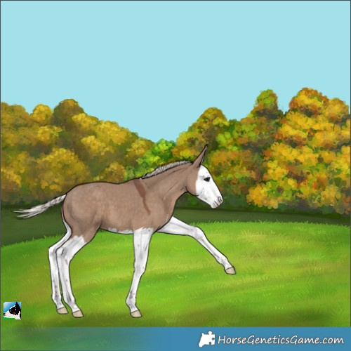 Horse Color:Silver Grullo Splash 