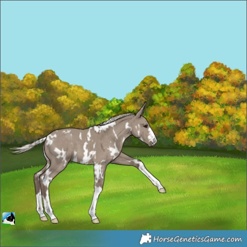 Horse Color:White Spotted Silver Grullo 