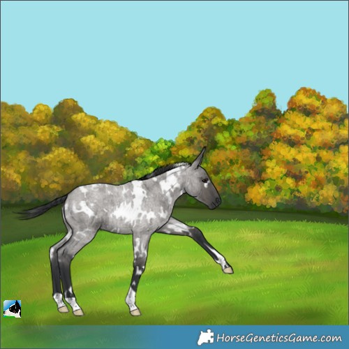 Horse Color:White Spotted Grullo Roan 