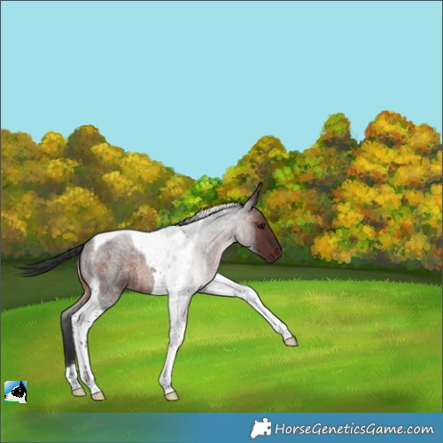 Horse Color:Brown Roan Tobiano 