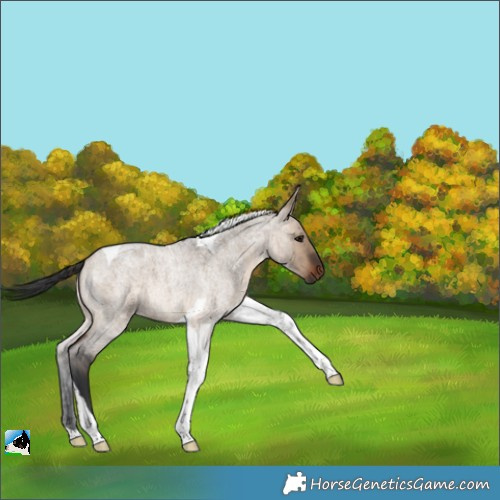 Horse Color:Brown Roan Dun Tobiano 