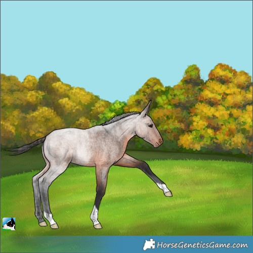 Horse Color:Brown Roan 