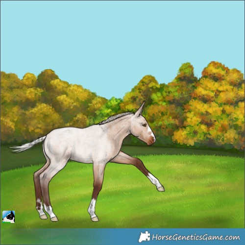 Horse Color:Silver Brown Roan Dun 