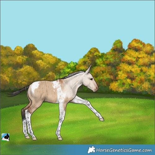 Horse Color:Bay Dun Tobiano Brindle 