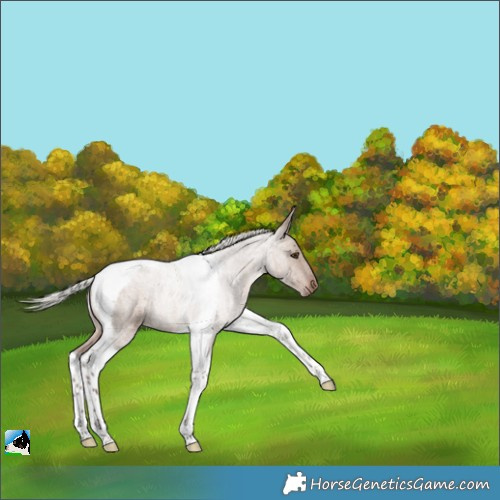 Horse Color:Silver Brown Roan Dun Tobiano 