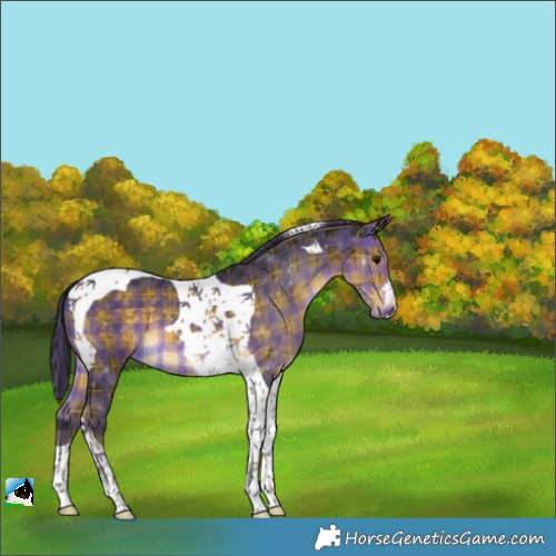 Horse Color:Plaid Buckskin Tobiano