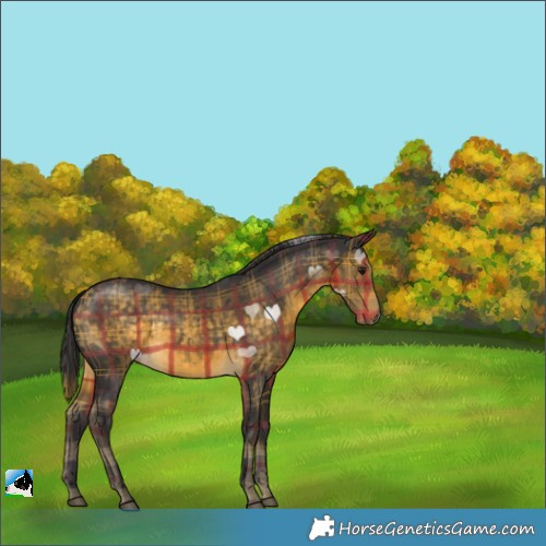 Horse Color:Plaid Buckskin Rabicano
