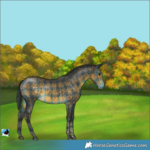 Horse Color:Plaid  Buckskin Rabicano 