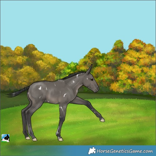 Horse Color:White Spotted Grullo Rabicano 