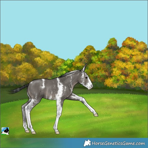 Horse Color:Grullo Sabino Rabicano 