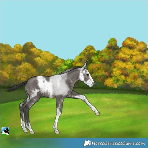 Horse Color:Grullo Sabino Rabicano 