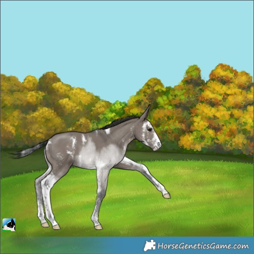 Horse Color:Grullo Sabino 