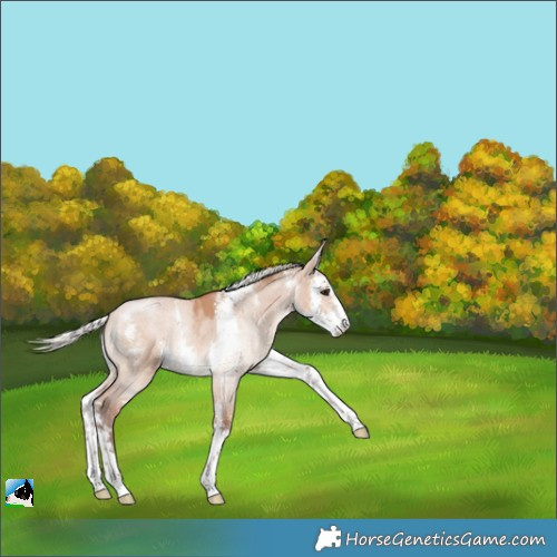 Horse Color:Silver Bay Dun Sabino Rabicano 
