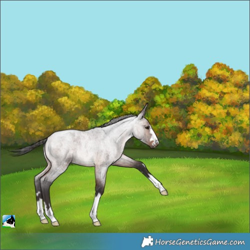 Horse Color:Brown Roan 