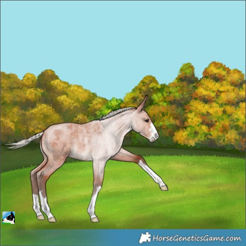 Horse Color:Silver Bay Roan 