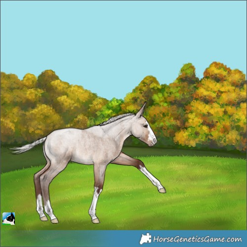 Horse Color:Silver Brown Roan Dun Rabicano 