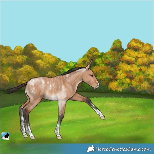 Horse Color:Powder White Bay Dun