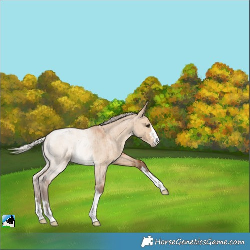 Horse Color:Silver Bay Roan Dun Brindle