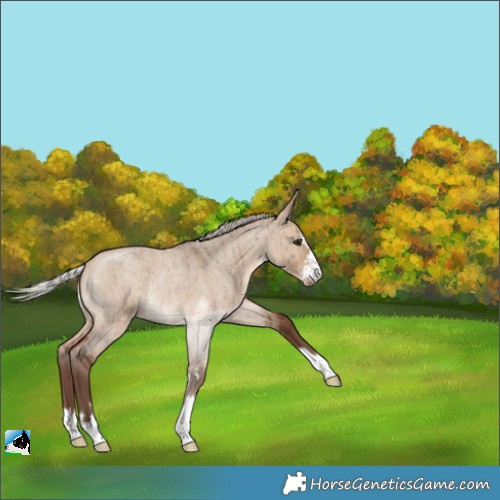 Horse Color:Silver Bay Roan Dun Rabicano Brindle