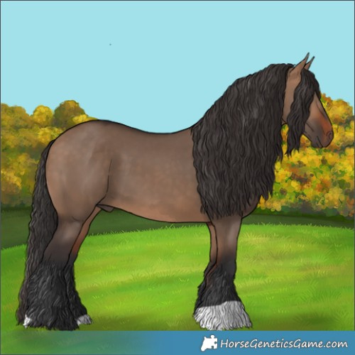 Horse Color:Bay Dun 