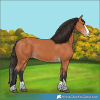 Horse Color:Bay Splash Tobiano