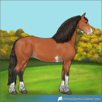 Horse Color:Bay Splash Tobiano