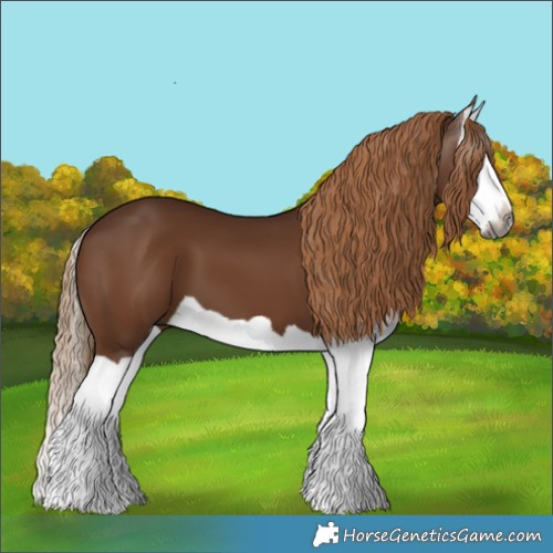 Horse Color:Gray Chestnut Splash 