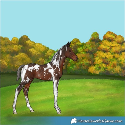 Horse Color:White Spotted Liver Chestnut Tobiano Rabicano 