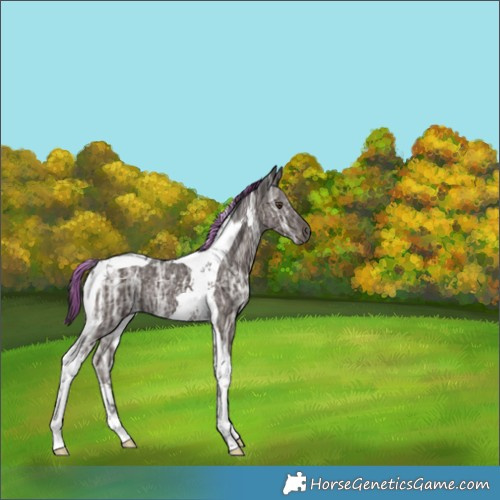Horse Color:Painted Liver Chestnut Ice Tobiano Rabicano 