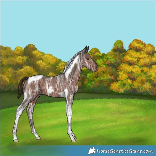 Horse Color:Liver Chestnut Ice Tobiano Rabicano 