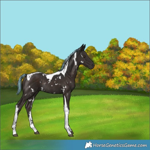 Horse Color:Painted White Spotted Liver Chestnut Tobiano Rabicano 