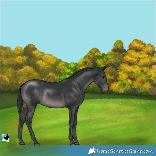 Horse Color:Black Rabicano 