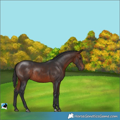 Horse Color:Brown Rabicano