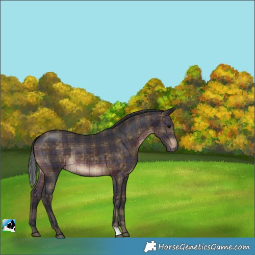 Horse Color:Plaid  Brown 