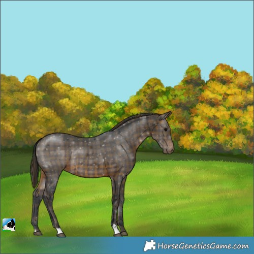 Horse Color:Plaid  Brown Rabicano 