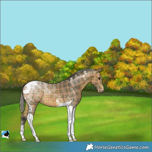 Horse Color:Plaid  Bay Tobiano Rabicano 
