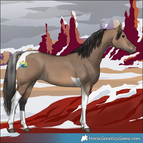 Horse Color:Brown Dun Tobiano 