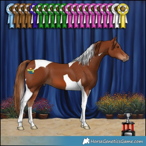 Horse Color:Chestnut Tobiano 