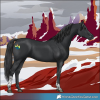Horse Color:Black Tobiano