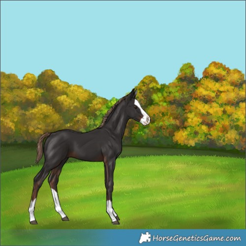 Horse Color:Liver Chestnut Splash 