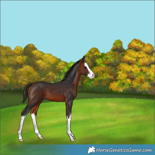 Horse Color:Bay Splash 